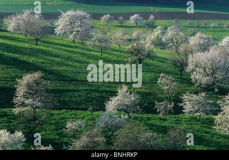 Europa Svizzera Cantone di Basilea paese Baselland Arboldswil primavera primavera alberi tree cherry blossom fioritura degli alberi Foto Stock