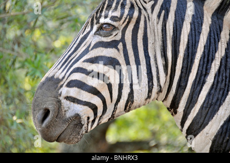 Le pianure Zebra Equus quagga Hluhluwe-Imfolozi Park South Africa Africa Riserva Faunistica Zebra lato testa-viso Foto Stock