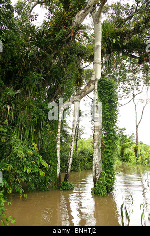 Pevas Perù la foresta pluviale amazzonica Amazzonia Foresta giungla tropicale tropici in legno albero foglie degli alberi a foglia verde lussureggiante paesaggio naturale Foto Stock