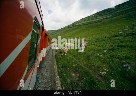 La Svizzera. Viaggiare in treno in Svizzera. Viaggio sul Matterhorn-Gotthard bahn tra Sedrun nel Cantone dei Grigioni regione e un Foto Stock