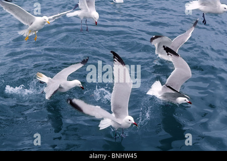 Active gabbiani gabbiani su blu oceano mare uccelli Foto Stock