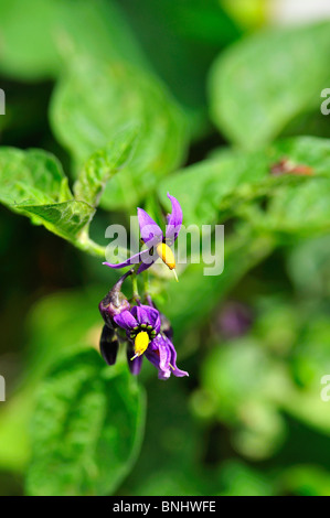 La mortale Nightshade fiori Foto Stock