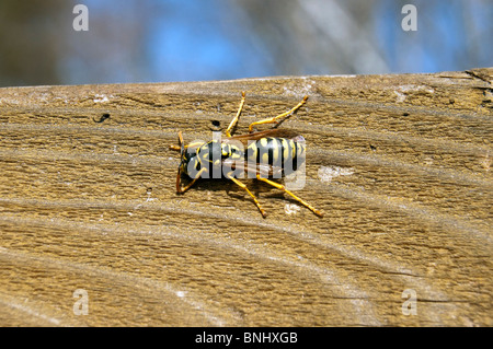 Wasp strisciando su un marrone texture di legno al di fuori Foto Stock