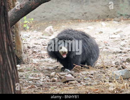 Un Bradipo Bear ritratto preso in New Delhi Zoo, India Foto Stock