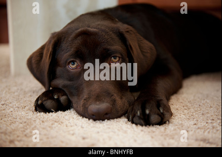 Marrone cioccolato Labrador Retriever cucciolo di cane guardando la telecamera calma giovane pensieroso focalizzata Foto Stock