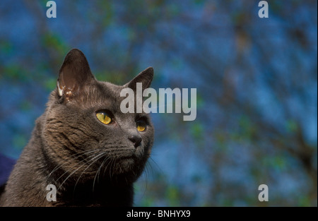 Chartreux Cat ritratto Animale Animali fuori all'aperto faccia Pet di razza Foto Stock