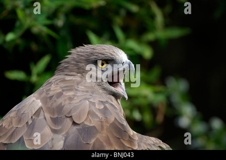 Short-toed-Eagle Circaetus gallicus Animali Animali ritratto rapace Foto Stock