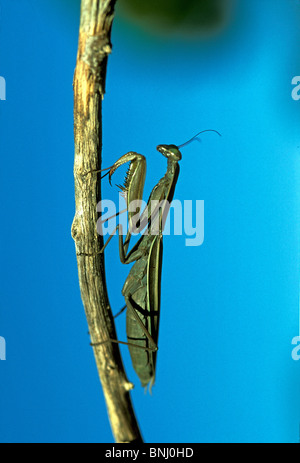 Mantide religiosa mantide religiosa Francia meridionale mantide religiosa Animali Animali insetti femmina Foto Stock