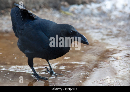 Corvus macrorhynchos, Jungle Crow. L'animale è in uno zoo. Foto Stock