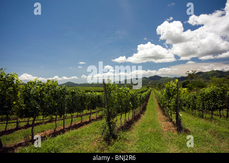 Vigneto nelle colline sopra Hua Hin, Thailandia Foto Stock