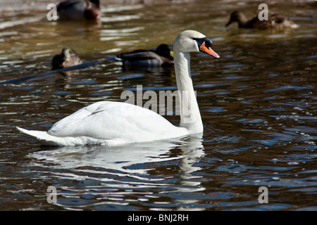 Cigno, Cygnus olor. L'animale è in uno zoo. Foto Stock