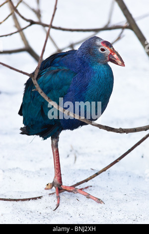 Purple Swamphen, African Purple Swamphen, Moorhen, pollo sultano, Folaga, Porphyrio porphyrio. L'uccello è in un giardino zoologico. Foto Stock