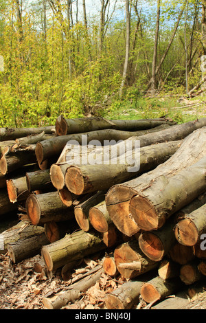 Pila di legname, Norsey legno, Essex REGNO UNITO Foto Stock