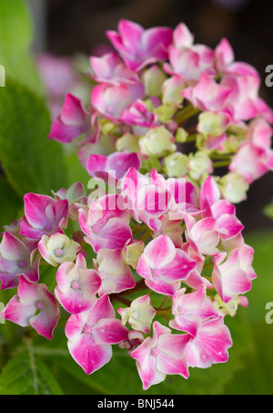 Rosa fiori di ortensie in stretta fino in estate. Sussex, Regno Unito Foto Stock