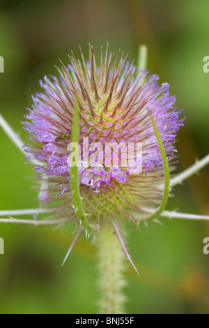 Viola Teasel fiore (Dipsacus) in fiore in estate. Sussex, Regno Unito Foto Stock