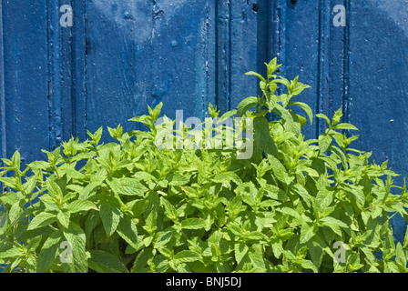 Mint crescente nei confronti di una vecchia porta blu Foto Stock