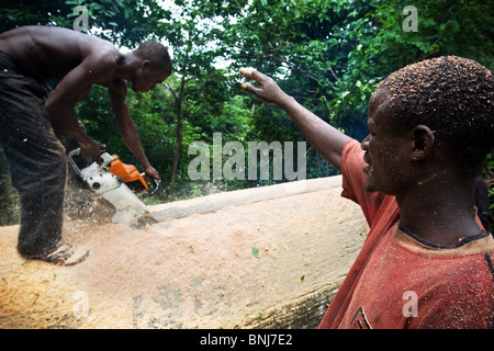 Gli uomini utilizzano una piccola sega a nastro per il taglio di pannelli fuori del tronco di una grande Ceiba tree dopo il taglio in giù sul terreno agricolo, Ghana Foto Stock