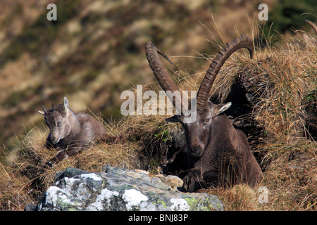 Stambecco Capra ibex ibex maschio Niederhorn Oberland Bernese Cantone di Berna Berna Svizzera Alps fauna alpina Bambino Fauna Montagne Foto Stock