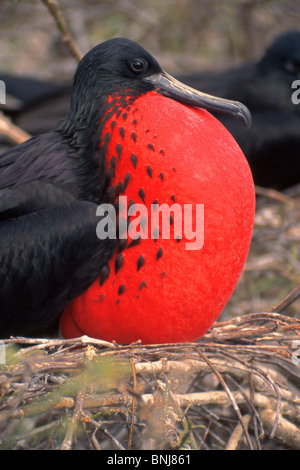 Un magnifico Frigatebird visualizza il suo gonfiato rosso custodia di gola durante il corteggiamento in corrispondenza di un sito di nidificazione nelle isole Galapagos dell Ecuador. Foto Stock