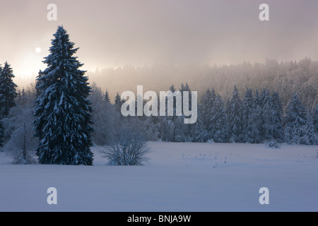 Col de Pontins Svizzera Canton Berna Berna nebbia neve invernale della foresta di legno sun alba mattina umore Giura Bernese Giura Foto Stock