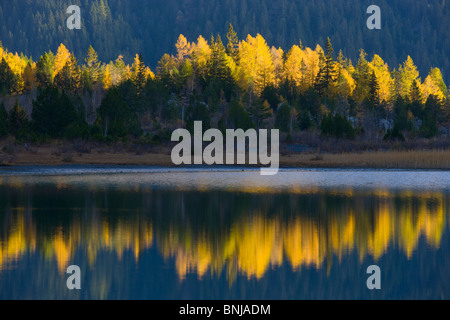 Lac de Derborence Svizzera Cantone del Vallese il lago di montagna lago la riflessione di legno alberi da foresta di larici larici di autunno Foto Stock