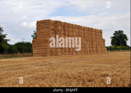 Gigante pila di fieno riuniti dopo un raccolto e in attesa di raccolta per lo storage Foto Stock