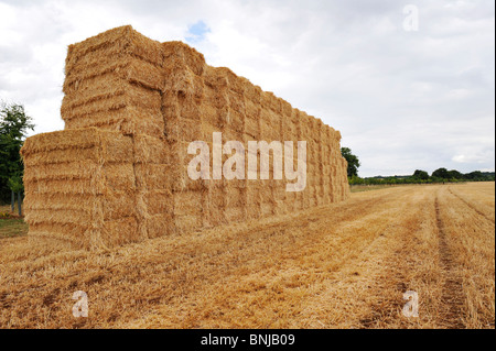 Gigante pila di fieno riuniti dopo un raccolto e in attesa di raccolta per lo storage Foto Stock