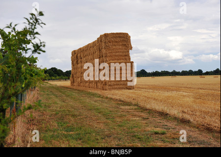 Gigante pila di fieno riuniti dopo un raccolto e in attesa di raccolta per lo storage Foto Stock