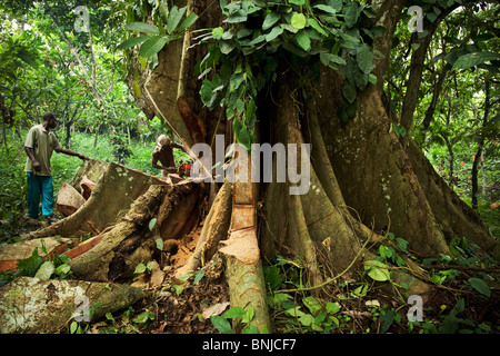 Un uomo guarda il suo collega tagliata una grande Ceiba tree con una piccola sega a nastro su terreni agricoli vicino Asamankese, Ghana Foto Stock