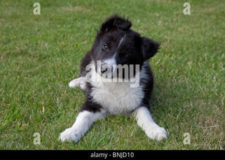 Bianco e nero Border Collie sheep dog cucciolo Costwolds REGNO UNITO Foto Stock