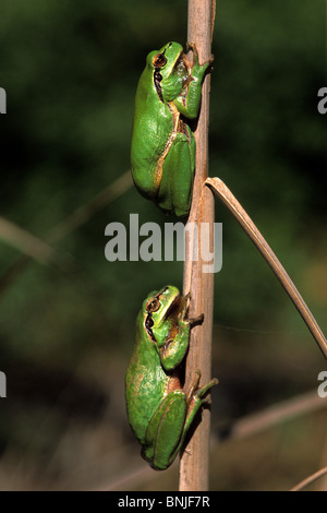 Mediterraneo Raganella Stripeless Raganella Francia Francia meridionale Hyla meridionalis animali animali rane rana due dello stelo Foto Stock