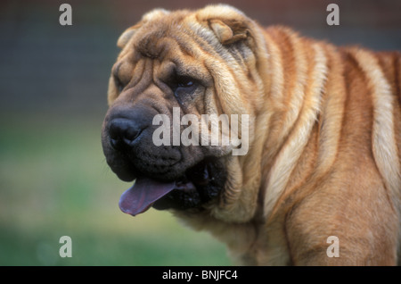 Cane shar-pei razza cinese al di fuori all'aperto all'aperto ritratto pet adulto Foto Stock