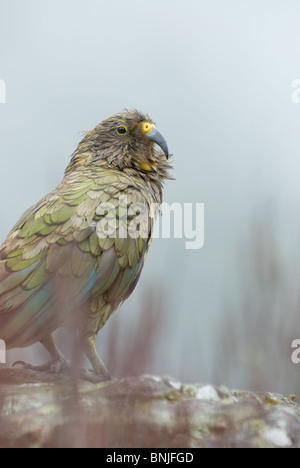 Kea nestor notabilis pappagallo di montagna Foto Stock