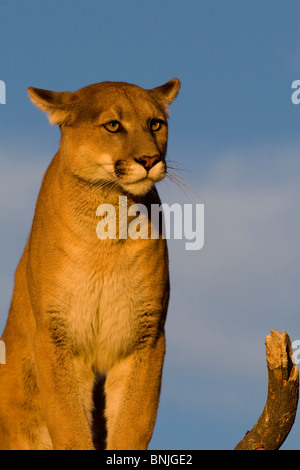 Animali comportamenti comportamenti Gatti grandi rami Canadian Carnivora salite di arrampicata Cougars creature famiglia Felidae felini Foto Stock