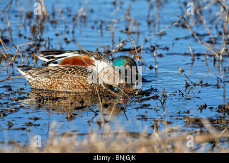 Northern Mestolone Anas clypeata duck anatre giovane coppia due femmine e maschi lago d acqua natura uccelli Uccelli uccelli acquatici selvatici Foto Stock