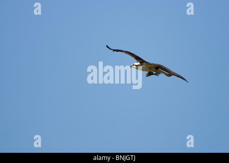 Falco pescatore (Pandion haliaetus carolinensis), sottospecie Americana, in volo con un pesce appena pescato. Foto Stock