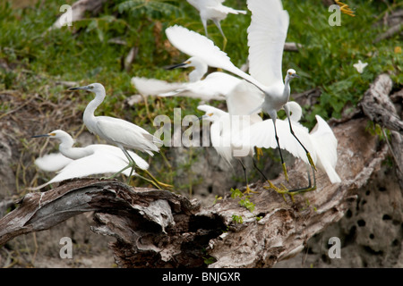 Snowy Garzetta (Egretta thuja brewsteri), gruppo di prendere il volo Foto Stock