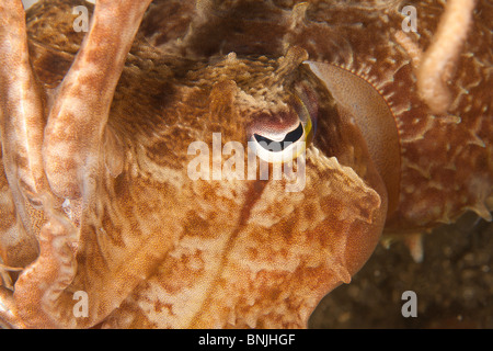Broadclub Seppie (chiamato anche Reef) Seppia (Sepia latimanus) Foto Stock