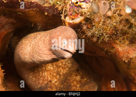 Bianco-eyed moray eel (la Siderea thysoidea) per quanto riguarda la fotocamera Foto Stock