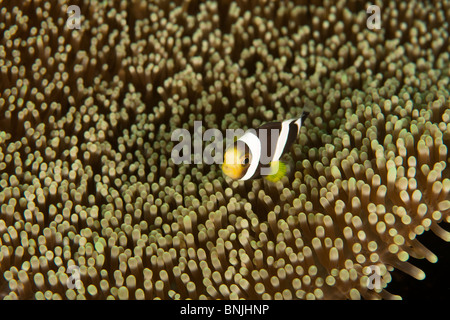 A doppio spiovente (Anemonefish Amphiprion polymnus) su Haddon's anemone marittimo (Sticodactila haddoni). Foto Stock