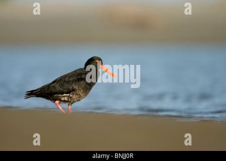 Nuova Zelanda variabile Oystercatcher Haematopus unicolor Foto Stock