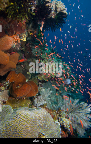 Anthias (Pseudanthias sp.) su un tropical Coral reef off Bunaken Island nel Nord Sulawesi, Indonesia. Foto Stock