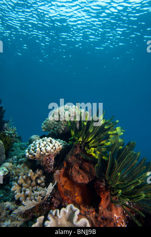 Crinoide (o giù Star) su un tropical Coral reef off Bunaken Island nel Nord Sulawesi, Indonesia. Foto Stock