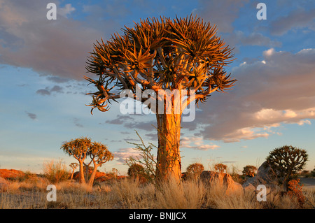 Faretra Kocurboom alberi Augrabies Falls National Park Northern Cape Sud Africa Aloe dichotoma natura di paesaggio tree Foto Stock