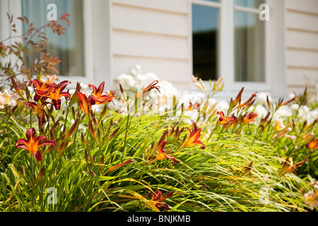 Giallo / arancio gigli fioritura in un confine erbacee in estate, Kent REGNO UNITO Foto Stock