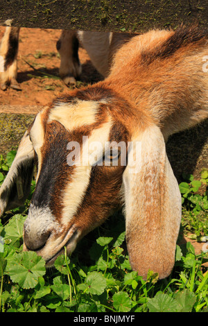 Capra con testa attraverso la recinzione munches su erba a Temple Hall Parco Regionale, Leesburg, Virginia, Stati Uniti d'America Foto Stock