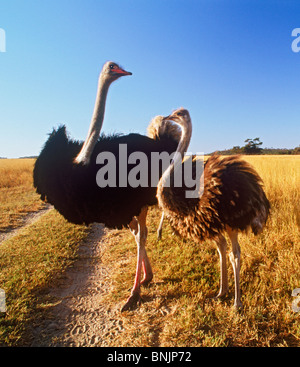 Maschio e femmina permanente di struzzo insieme nella luce del tramonto in Zimbabwe Foto Stock