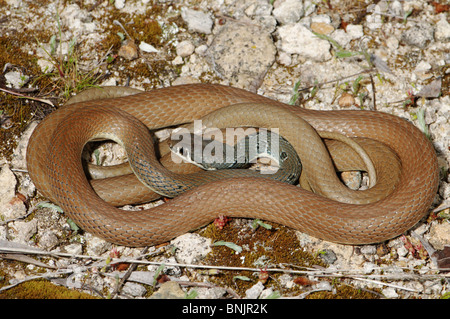 Whip snake Dahl la frusta snake Platyceps najadum dahlii serpenti serpente rettile rettili vista generale protetto in via di estinzione in Grecia Foto Stock