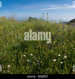 Parco nazionale della Aspromonte Bova Calabria Italia mediterranea vegetazione scogliera di roccia verde villaggio del parco nazionale mountain Foto Stock