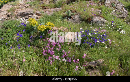 Parco nazionale della Aspromonte Bova Calabria Italia mediterranea vegetazione scogliera di roccia verde parco nazionale della montagna di fiori Foto Stock